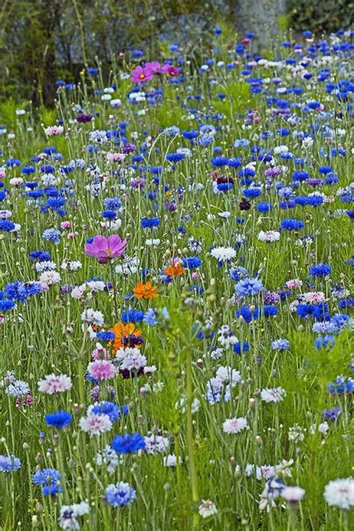 Are bachelor buttons invasive?