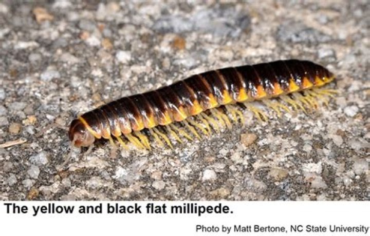 Are black and yellow millipedes poisonous?