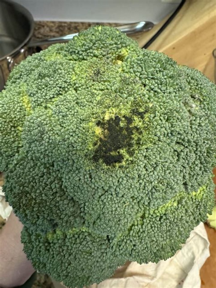 Are black spots on broccoli mold?