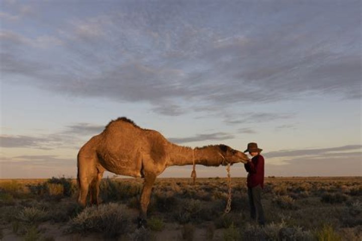 Are camels affectionate?