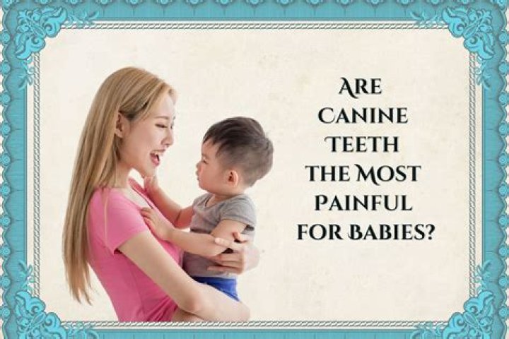 Are canine teeth the most painful?