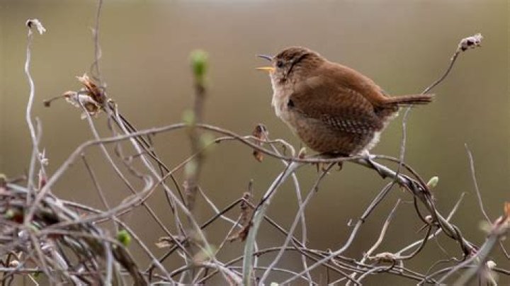 Are Carolina wrens aggressive?