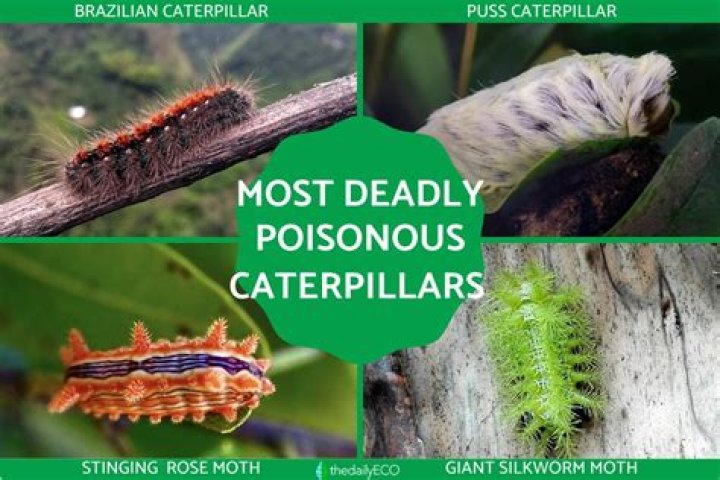 Are caterpillars poisonous?