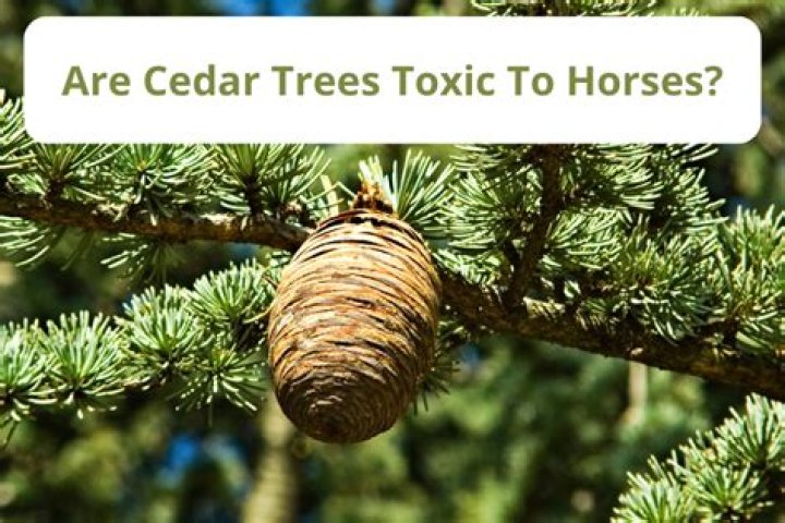 Are cedar trees toxic?