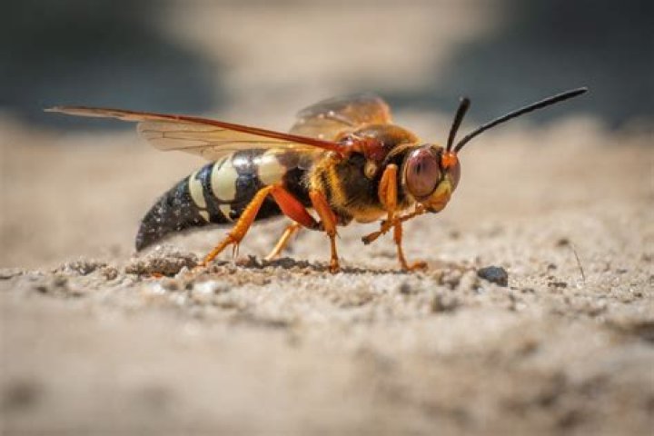 Are cicada killers harmful to dogs? Archives | PopularAsk.net