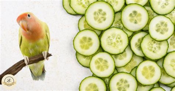 Are cucumbers good for birds?