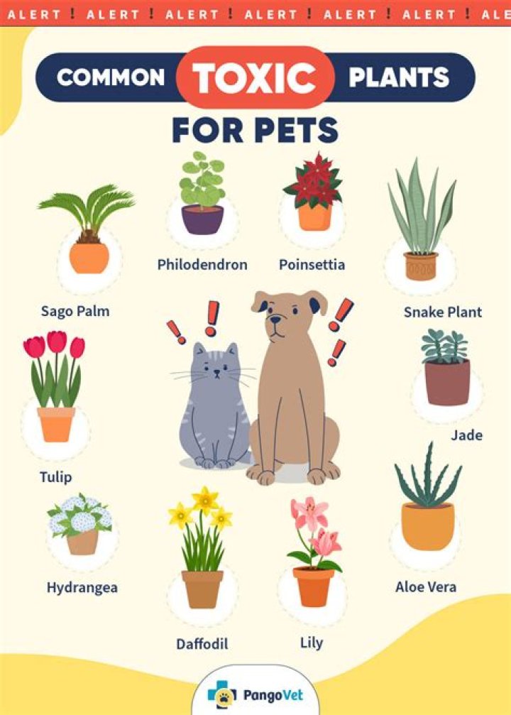 Are Daisy leaves poisonous to dogs?