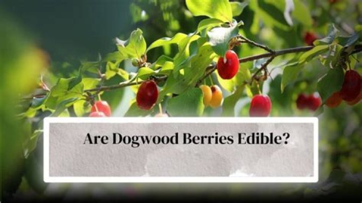Are dogwood berries poisonous?