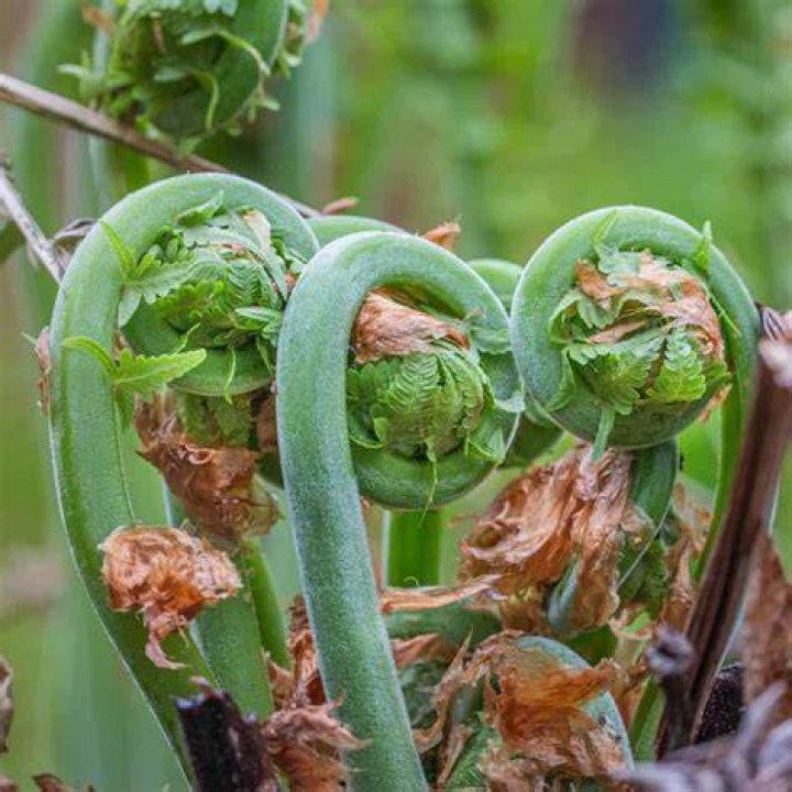 Are fuzzy fiddleheads edible?