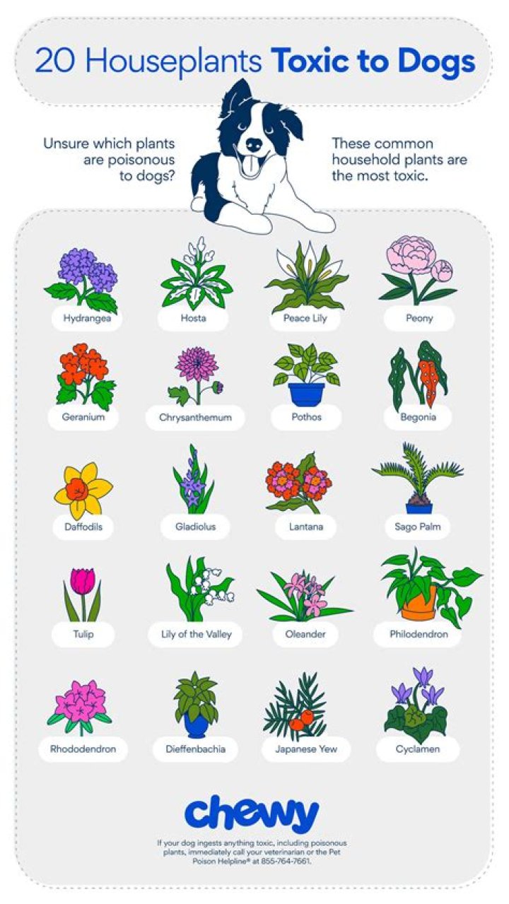 Are garden bulbs poisonous to dogs?