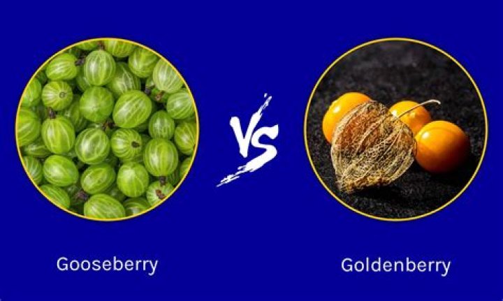 Are golden berries the same as gooseberries?