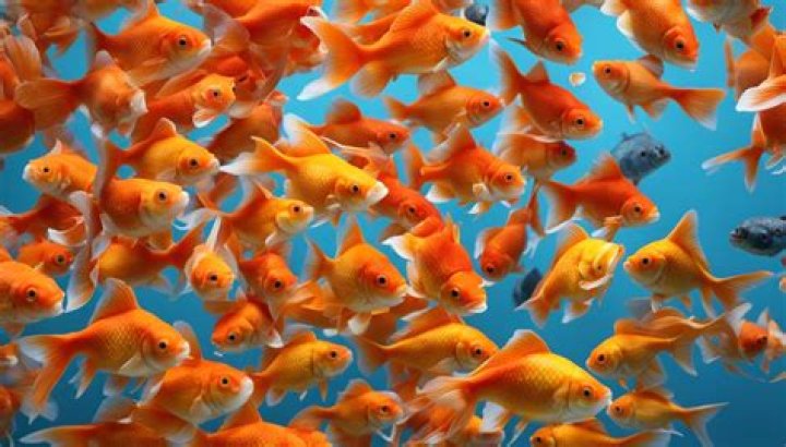 Are goldfish really bad for you?
