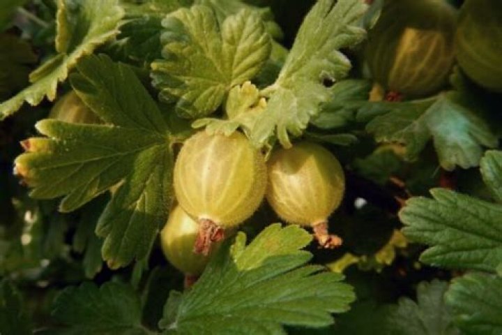 Are gooseberries poisonous to humans?