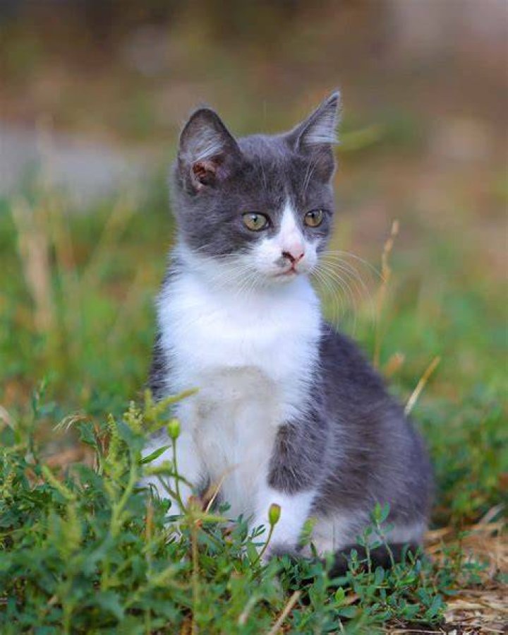 Are GREY and white cats friendly?