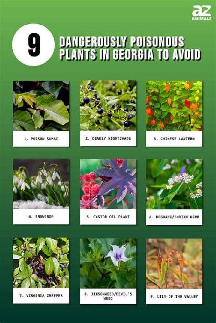 Are hibiscus leaves poisonous to humans?
