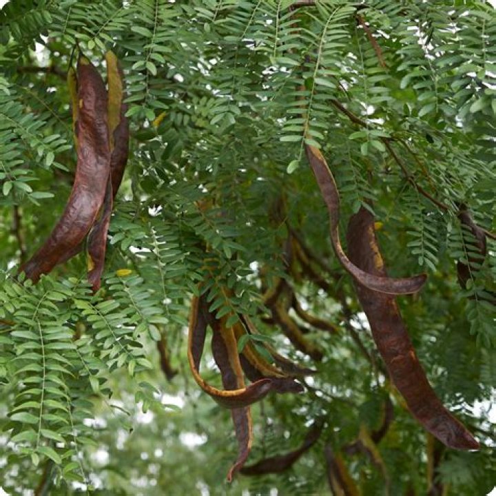 Are honey locust seeds poisonous?