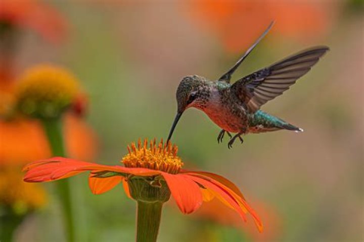 Are hummingbirds curious about humans?