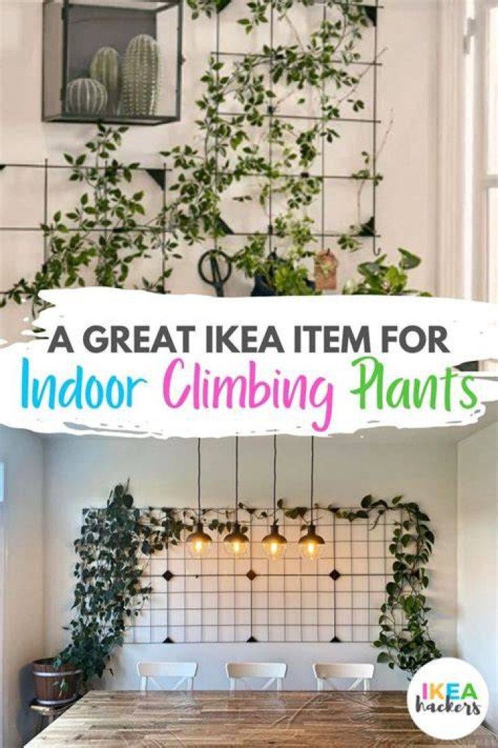 Are IKEA plants good?