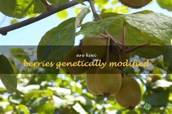 Are Kiwi berries genetically modified?