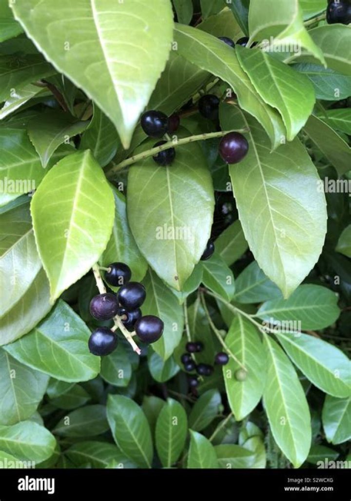 Are laurel berries edible?