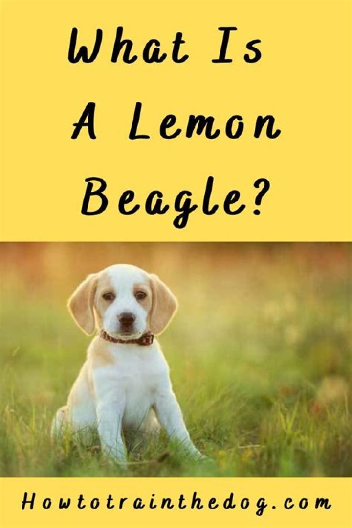 Are lemon beagles rare?