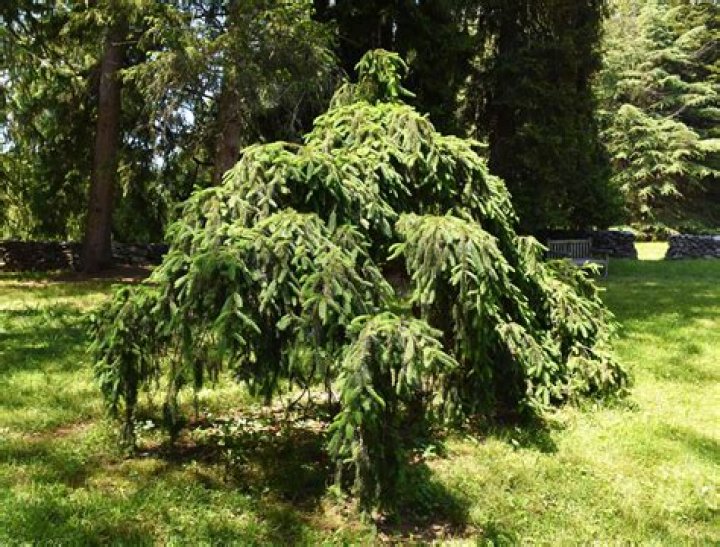 are lemon trees deer resistant Archives | PopularAsk.net