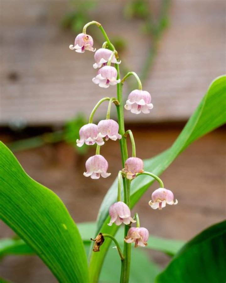 Are lilies of the valley poisonous to touch?