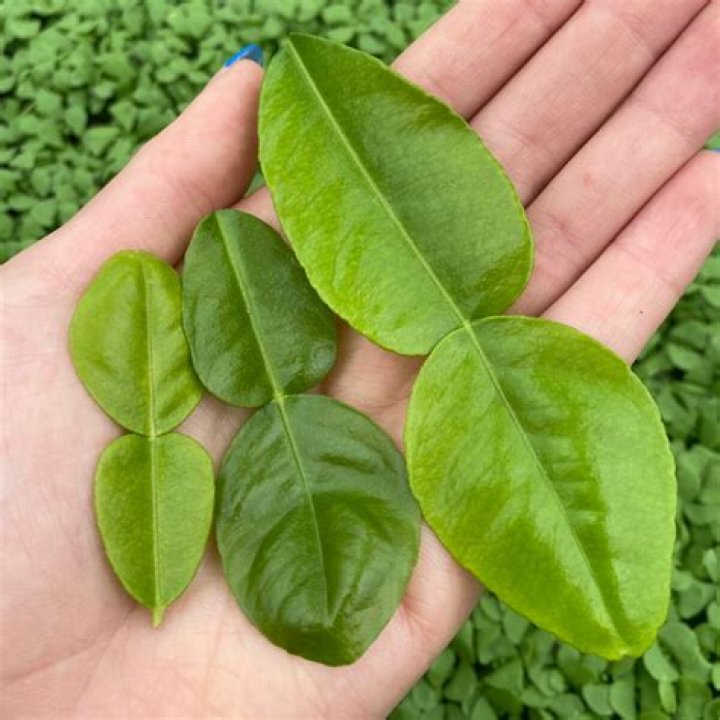 Are lime leaves edible?