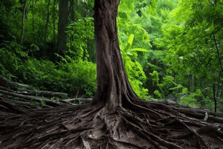 Are locust tree roots invasive?