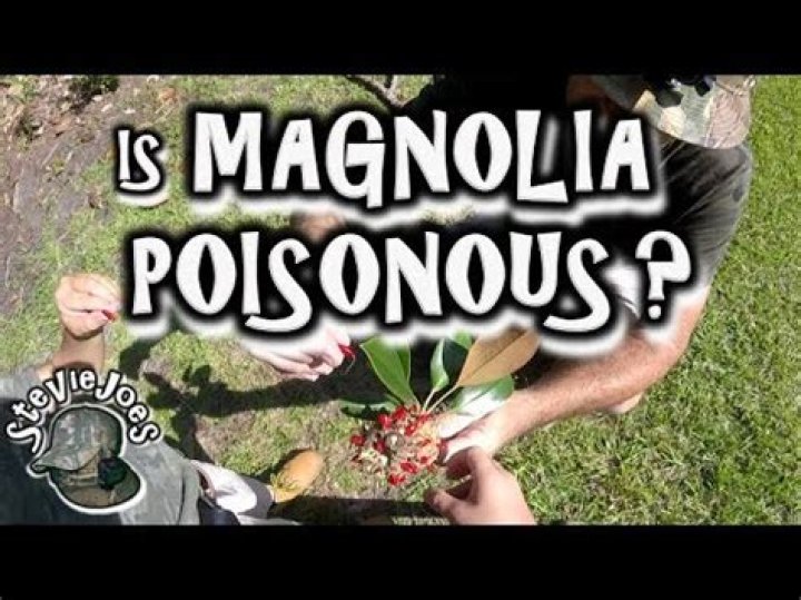 Are magnolia seeds poisonous?