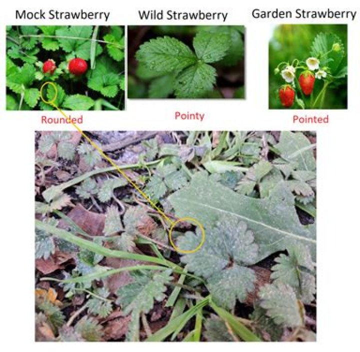 Are mock strawberries poisonous?