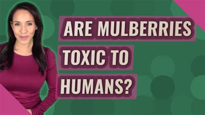 Are mulberries toxic to humans?