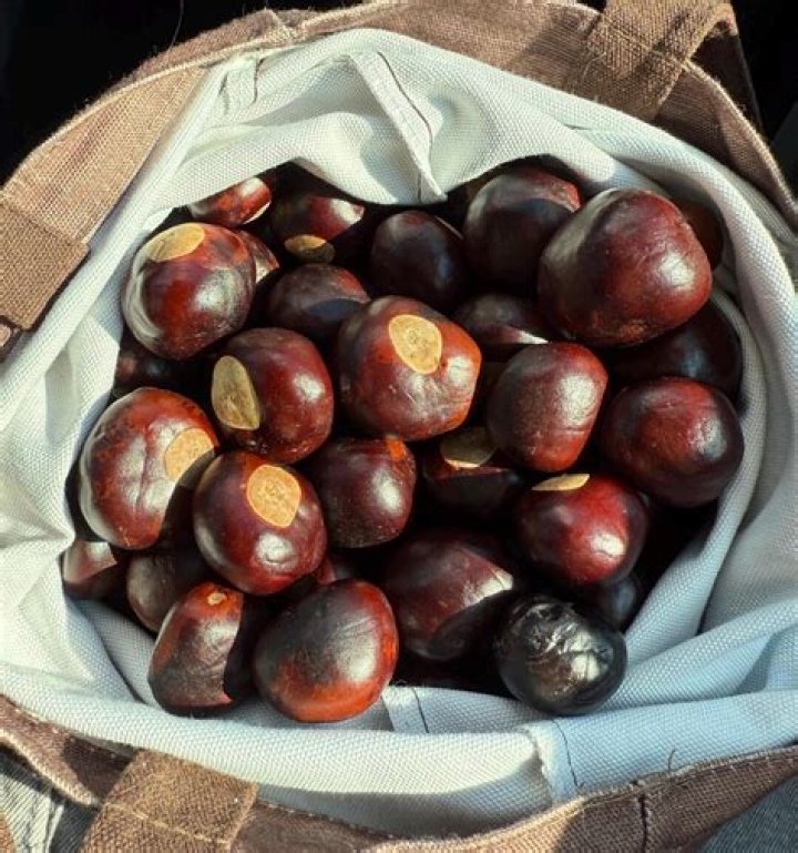 Are Ohio buckeye tree nuts edible?