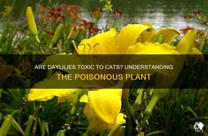 Are orange daylilies toxic to cats?