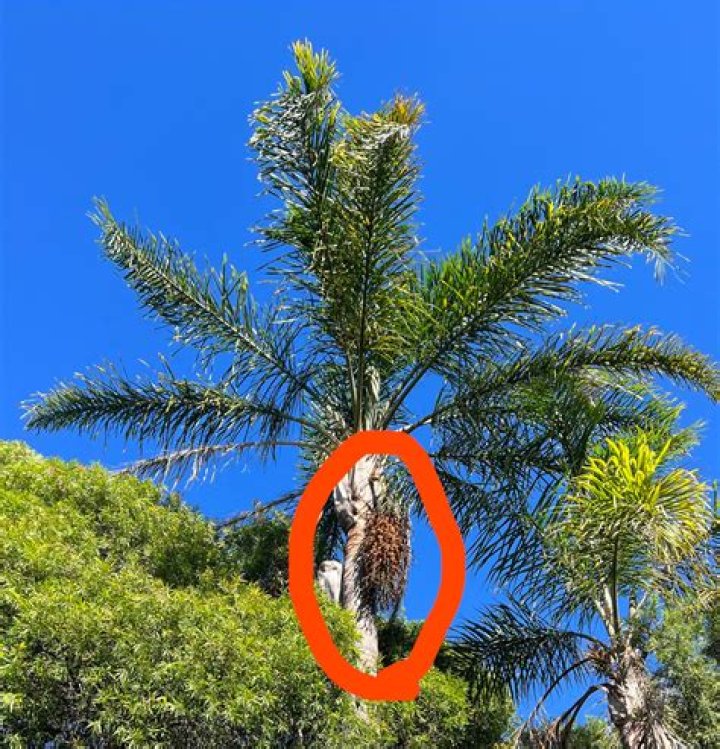 Are Phoenix palms poisonous to dogs?