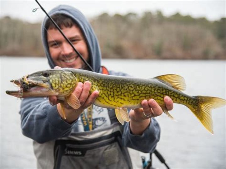 Are pickerel good for eating?