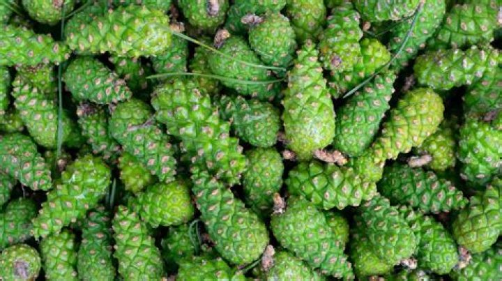 Are pine cones toxic?