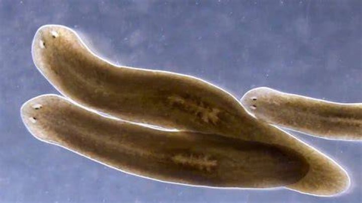Are Planarians dangerous to humans?