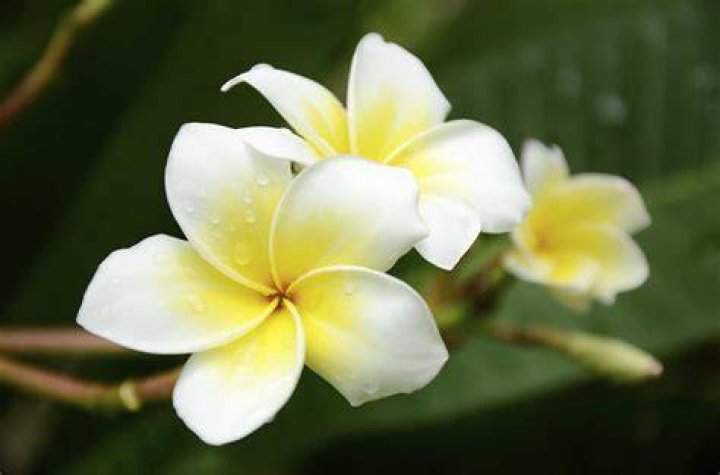 Are plumerias edible?