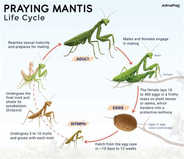 Are Praying Mantis friendly to humans?