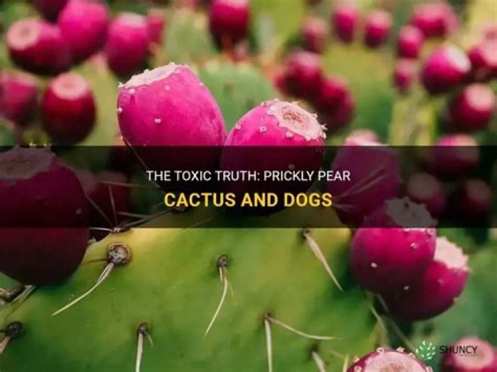 Are prickly pear cactus poisonous to dogs?