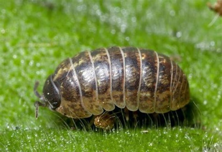 Are roly poly bugs harmful to humans?