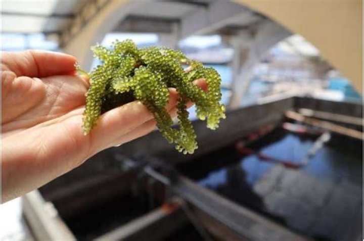 Are sea grapes safe to eat?