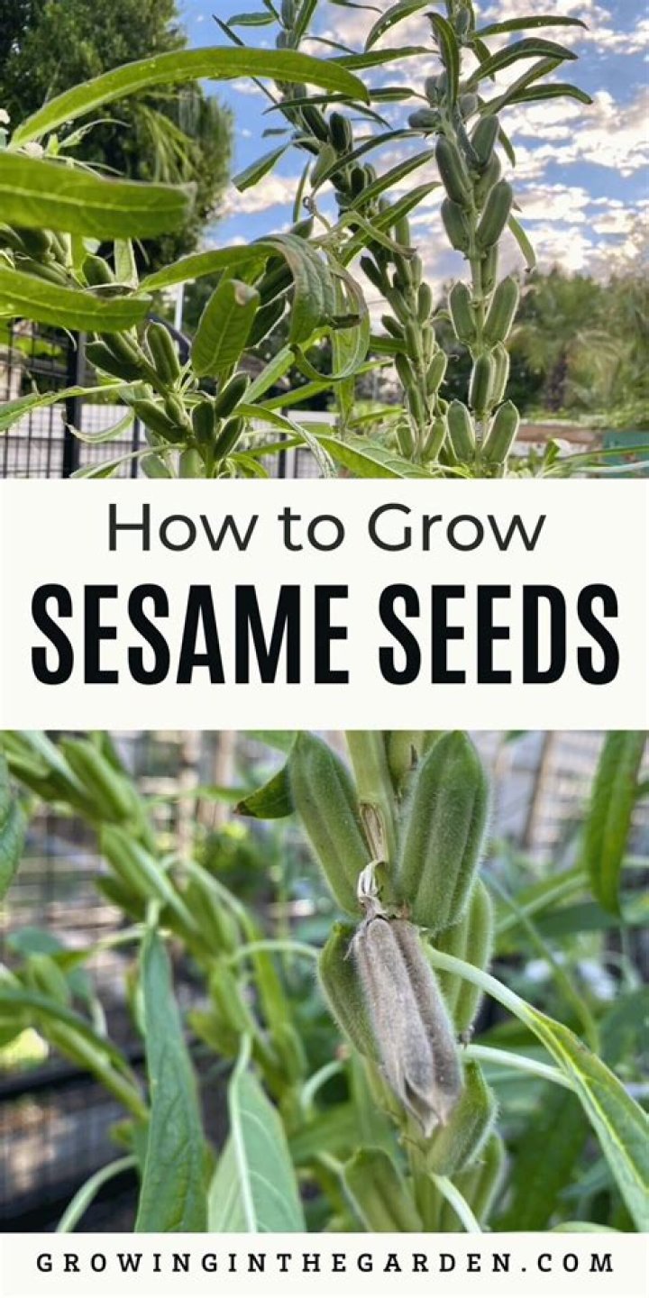 Are sesame seeds grown in USA?