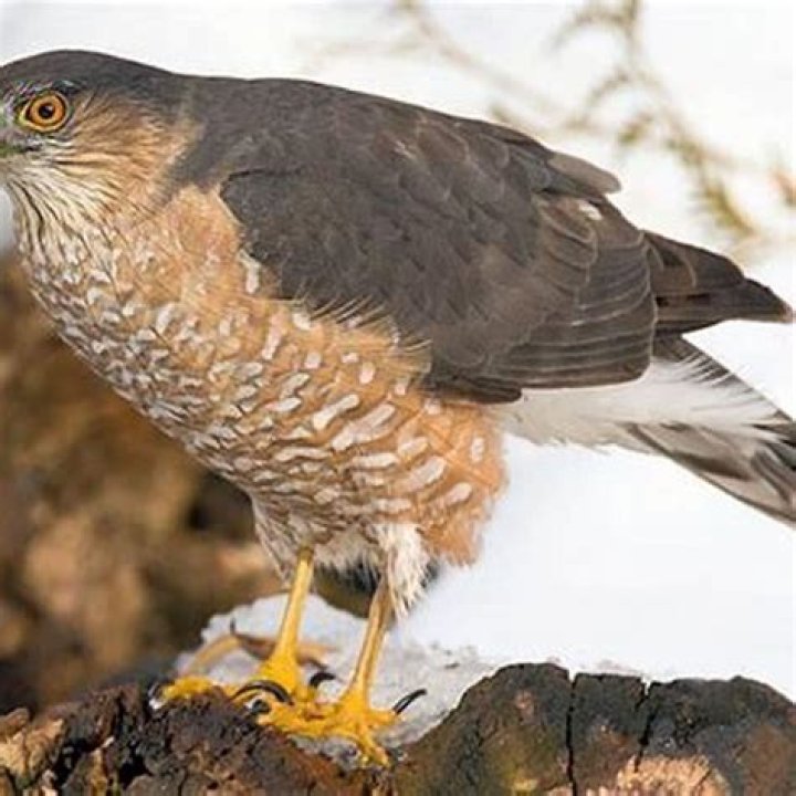 Are sharp shinned hawks rare?