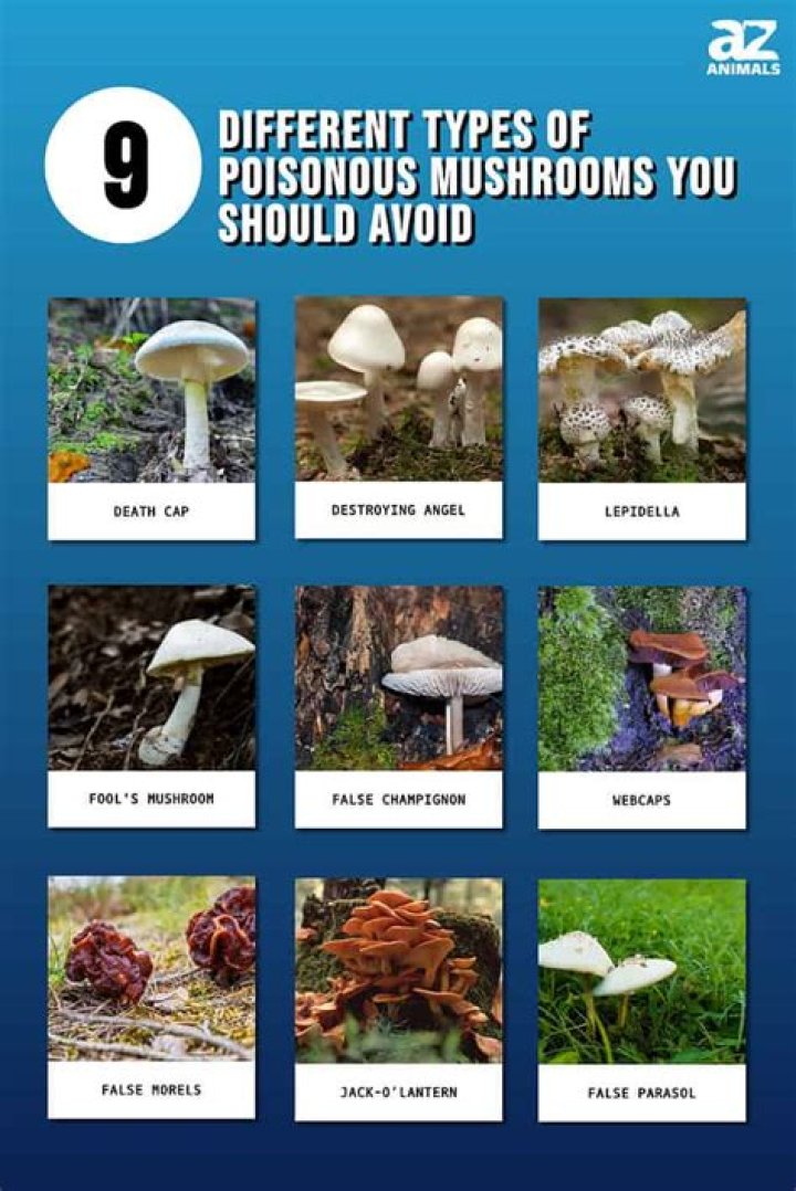 Are shiitake mushrooms toxic?