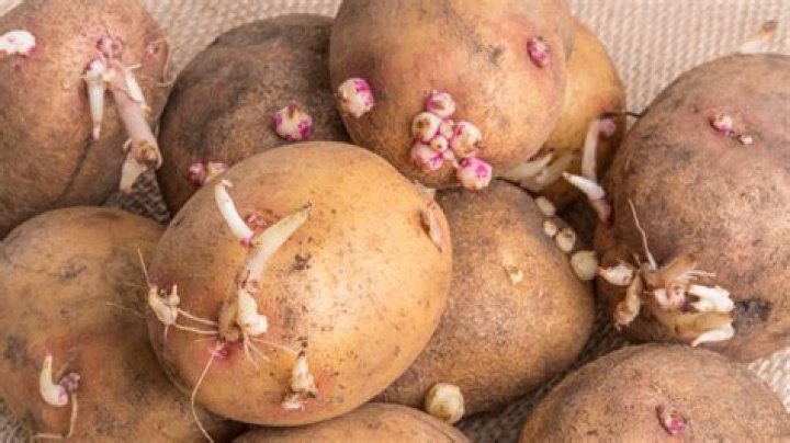 Are spuds potatoes?