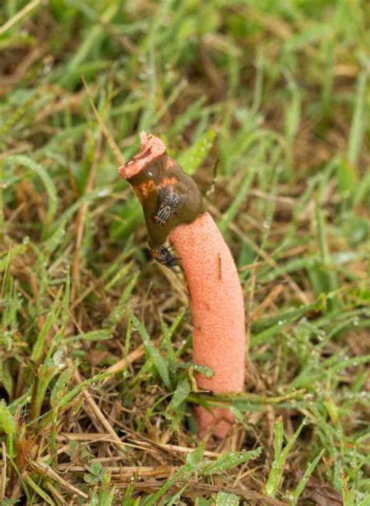 Are Stinkhorns dangerous?