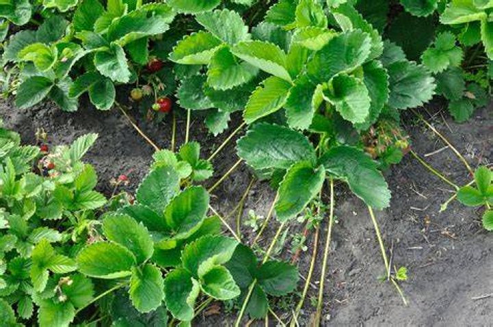 Are strawberry leaves dangerous?
