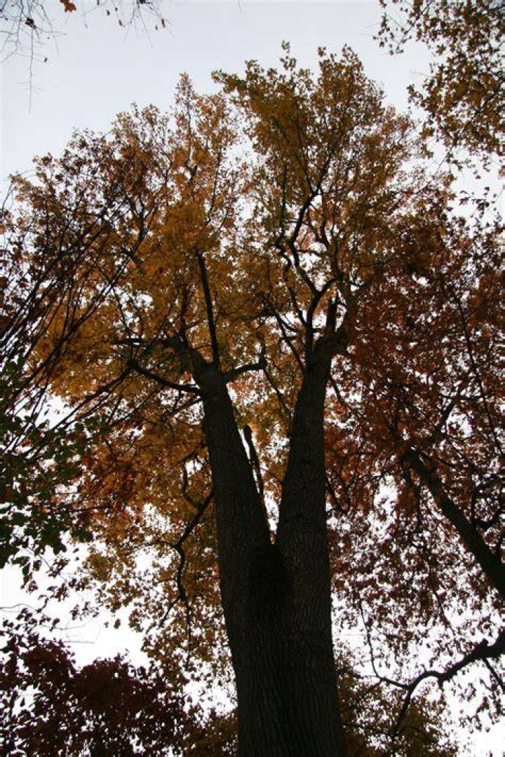 Are sweet gum trees worth anything?